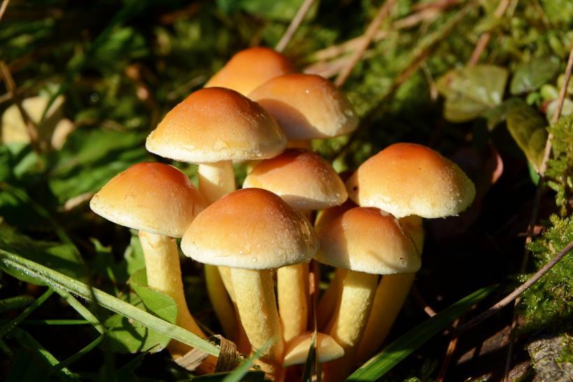 Psychedelic Mushrooms